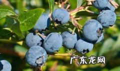 蓝莓籽能种植吗 蓝莓籽能种植吗有毒吗