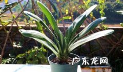 君子兰喜欢酸性还是碱性肥 君子兰喜欢酸性还是碱性
