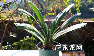 君子兰喜欢酸性还是碱性肥 君子兰喜欢酸性还是碱性