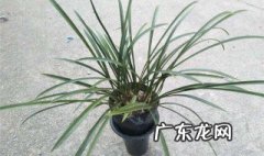 如何插枝育苗 支苗怎样插成活