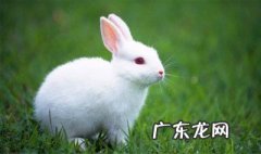 兔子要养几个月才是成年 家里的小兔子养几个月才成年?