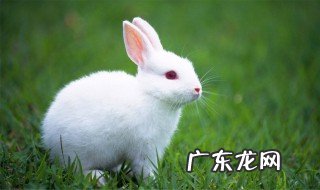兔子要养几个月才是成年 家里的小兔子养几个月才成年?