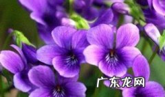 紫花地丁的美容功效与作用图片 紫花地丁的美容功效与作用