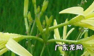 黄花菜的叶子的功效与作用 黄花菜的叶子有什么药用
