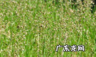 目宿草的功效与作用 苜蓿菜怎么做