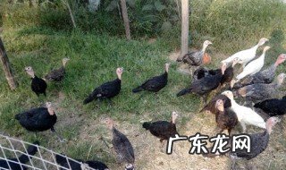 青铜火鸡与贝蒂娜火鸡哪种好? 贝蒂娜火鸡和青铜火鸡哪个大