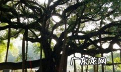 大棵榕树可以扦插吗图片 大棵榕树可以扦插吗