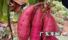 院子里能种红薯吗 庭院怎样种红薯