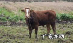 老黄牛比喻什么人 老黄牛比喻什么人的品格