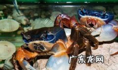 怎样养观赏蟹 怎样养观赏蟹视频教程