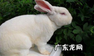 杀兔后兔皮怎么办 杀兔子怎样去皮
