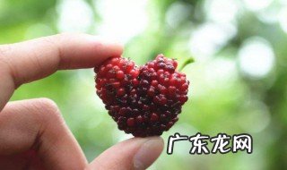 孕妇能吃桑葚吗 孕妇能吃桑葚吗孕晚期