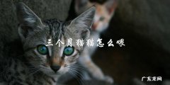 如何正确喂养三个月大的猫猫？