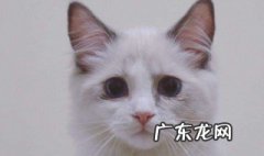猪心怎么做猫能吃 猪心怎么做猫饭
