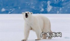 北极熊适合生存的环境是什么 北极熊适合生存的环境