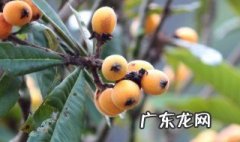 孕妇能吃枇杷吗晚期可以吃吗 孕妇能吃枇杷吗
