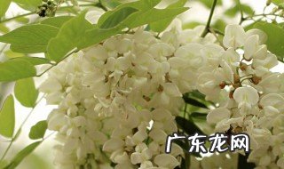 洋槐花的功效和作用禁忌 洋槐花的功效