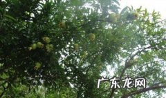 番石榴什么时候开花 石榴树什么时候开花