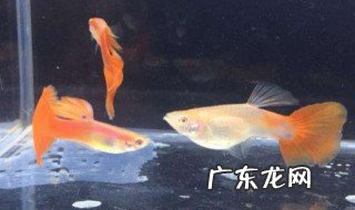 养火炬鱼需要注意什么 养火炬鱼教程