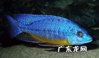 红狮鱼怎么养殖 红狮鱼怎么养