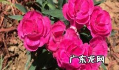 茶花夏天浇水频率 茶花夏天怎么浇水