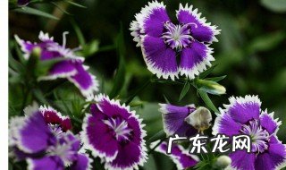 石竹用什么肥料 石竹用什么肥料好