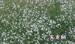 满天星喜欢阳光吗 满天星喜欢阳光吗喜欢水吗