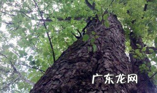 金丝楠木是什么树种 金丝楠木是什么树