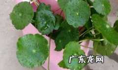 铜钱花怎么养家庭养法 铜钱花怎么养