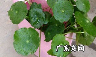铜钱花怎么养家庭养法 铜钱花怎么养
