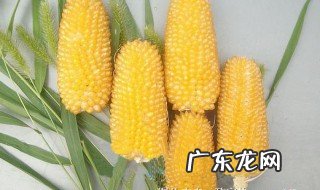 东北玉米什么季节成熟 玉米什么季节成熟