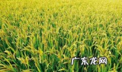 水稻种植时间是夏季还是冬季 水稻种植时间