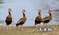 鸭瘟的症状治疗方法有哪些 鸭瘟的症状治疗方法