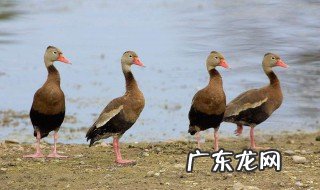 鸭瘟的症状治疗方法有哪些 鸭瘟的症状治疗方法