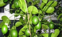 柠檬春天怎么剪枝视频 柠檬春天怎么剪枝