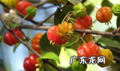 红果仔的养殖方法 红果仔盆景的优缺点