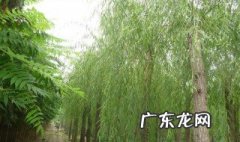 柳树的缺点是什么??? 柳树的缺点
