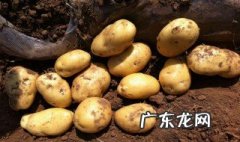 马铃薯栽培注意事项 马铃薯栽培注意事项