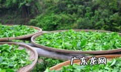 采茶叶需要注意事项 采茶叶要注意什么
