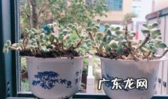 种植土里有虫怎么处理 种植土里面有蚂蚁怎么办