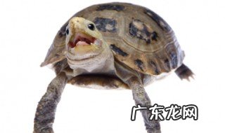 乌龟为什么一直张嘴巴 乌龟为什么一直张嘴巴呢