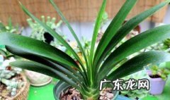 君子兰不开花施什么肥料最好 君子兰最好肥料