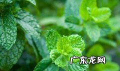 薄荷 家里为什么不能种薄荷