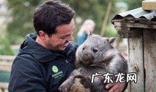 澳洲袋熊的便便是什么形状的 澳洲袋熊的大便是什么形状