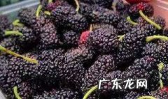 桑葚泡酒有哪些功效 桑葚泡酒有哪些功效与作用