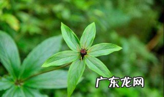 重楼是什么植物 重楼是什么植物图片