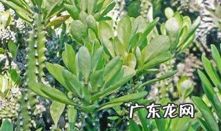 麒麟多肉植物放家中什么位置 麒麟多肉植物放家中什么位置养
