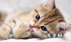 猫咪不让清洗耳朵怎么办 猫咪不让清洗耳朵怎么办呢