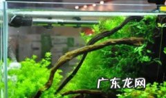 鱼缸发黄怎么洗 鱼缸泛黄什么原因
