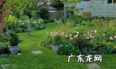 院子什么位置适合种树 院子什么位置适合种树木